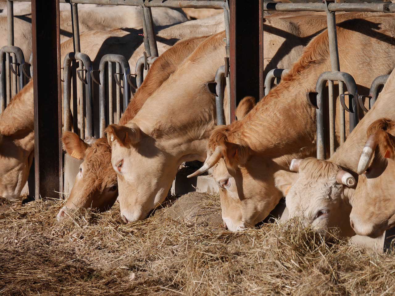 Occorrono interventi strutturali a favore di una transizione verso un modello agroecologico degli allevamenti italiani.