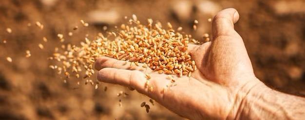 Una staffetta per salvare la biodiversità. Il futuro dell’agricoltura riparta dai semi