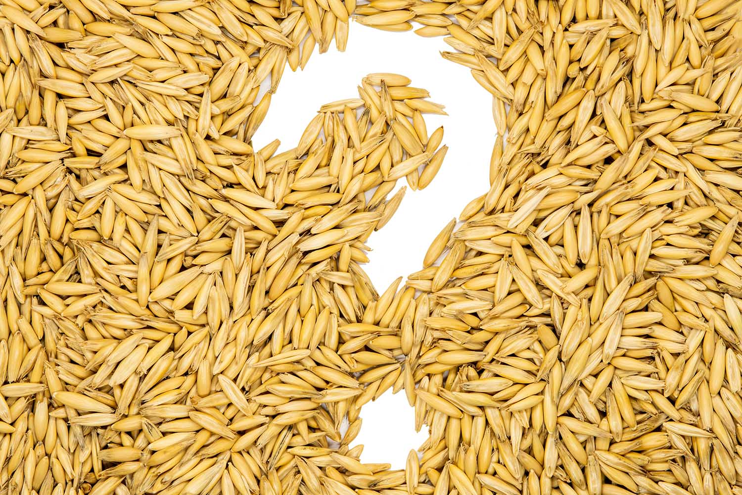 Oat seeds, question mark, close up, macro, top view. Oat seeds use for planting or animal feed.