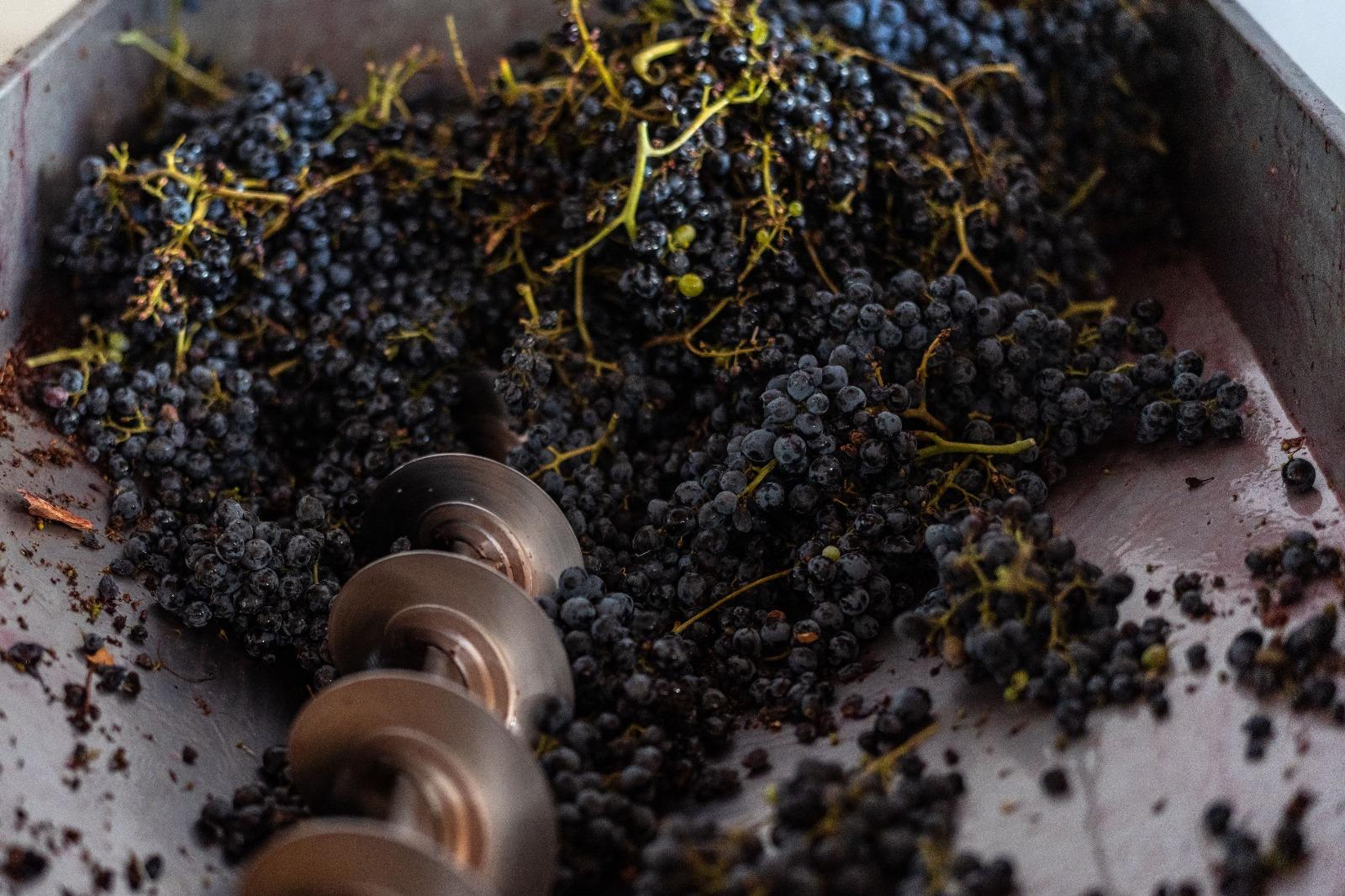 Dalle vinacce calabresi una nuova crema per combattere le infiammazioni cutanee