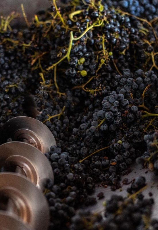 Dalle vinacce calabresi una nuova crema per combattere le infiammazioni cutanee