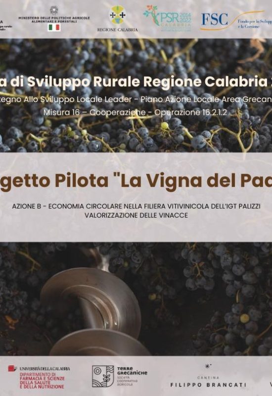 Il clima cambia, la vite si difende: la sfida della viticoltura al tempo del riscaldamento globale